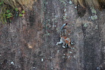 Ringed-tailed lemur (Lemur catta) female with baby clambering across steep rockface. Anja Community Reserve, Madagascar.