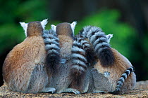 Ringed-tailed lemur (Lemur catta), three adults with babies, from behind with tails visible. Anja Community Reserve, Madagascar.