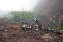 Ringed-tailed lemur (Lemur catta), two juveniles playing on granite rock, on foggy morning. Anja Community Reserve, Madagascar.