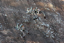Ringed-tailed lemur (Lemur catta) group sitting on rock. Granite mountain, Anja Community Reserve, Madagascar.