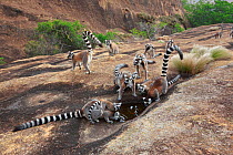Ringed-tailed lemur (Lemur catta) group drinking from puddle in rock. Anja Community Reserve, Madagascar.