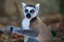Ringed-tailed lemur (Lemur catta) eating Chinaberry (Melia azedarach) fruit. Granite mountain, Anja Community Reserve, Madagascar.