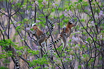 Ringed-tailed lemur (Lemur catta), two females with babies standing up in tree to eat young Chinaberry (Melia azedarach) leaves. Granite mountain, Anja Community Reserve, Madagascar.