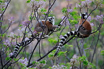 Ringed-tailed lemur (Lemur catta), two females with babies eating young Chinaberry (Melia azedarach) leaves whilst sitting in tree. Granite mountain, Anja Community Reserve, Madagascar.