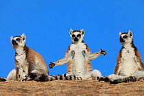 Ringed-tailed lemur (Lemur catta), three sitting sunbathing in early morning. Anja Community Reserve, Madagascar.