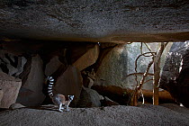 Ringed-tailed lemur (Lemur catta) amongst granite rocks in cave. Lemurs lick minerals from the rocks. Anja Community Reserve, Madagascar.