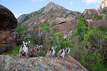 Ringed-tailed lemur (Lemur catta) group including babies siting on rock with granite mountain in background. Madagascar 2018.