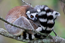 Ringed-tailed lemur (Lemur catta), two sitting and snuggling on branch. Granite mountain, Anja Community Reserve, Madagascar.