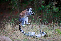 Ringed-tailed lemur (Lemur catta), two juveniles playing, one jumping in air. Anja Community Reserve, Madagascar.