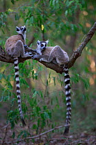 Ringed-tailed lemur (Lemur catta), two sitting on branch. Berenty Reserve, Madagascar.