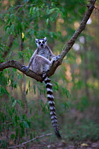 Ringed-tailed lemur (Lemur catta) sitting on branch. Berenty Reserve, Madagascar.