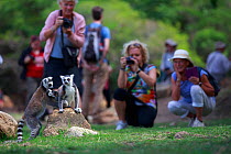 Ringed-tailed lemur (Lemur catta), three including mother and baby. Ecotourists watching and taking photographs in background. Anja Community Reserve, Madagascar.