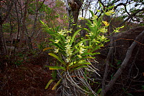 Orchid (Sobennikoffia humbertiana). Anja Community Reserve, Madagascar.