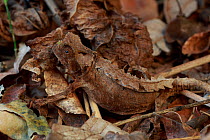 Spiny leaf chameleon (Brookesia decaryi) camouflaged amongst leaf litter. Madagascar Anja Community Reserve, Madagascar. uncatalogued check location, none was given