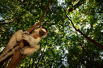 Verreaux&#39;s sifaka (Propithecus verreauxi) climbing tree in rainforest. Berenty Reserve, Madagascar.