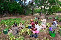 Women and children working on Bean harvest on Anja Community Reserve. Lemurs look for food in this cultivated area of the reserve. Madagascar.