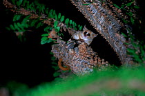 Reddish-grey mouse lemur (Microcebus griseorufus) in spiny tree. Berenty Reserve, Madagascar.