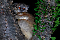 White-footed sportive lemur (Lepilemur leucopus) in Madagascar ocotillo (Alluaudia procera) tree. Berenty Reserve, Madagascar.