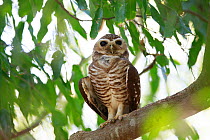 White-browed hawk owl (Ninox superciliaris) perched in tree. Berenty Reserve, Madagascar.