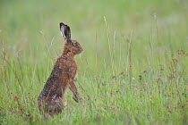European hare (Lepus europaeus) sitting up on hind legs in meadow. Yonne, Bourgogne-Franche-Comte, France. May.