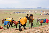 Horses standing in steppe prior to racing. Naadam festival, Great Gobi B Strictly Protected Area, Mongolia. August 2018.