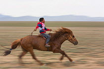 Boy racing young horse during Naadam festival. Great Gobi B Strictly Protected Area, Mongolia. August 2018.