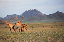 Przewalski horse (Equus ferus przewalskii), four mares grazing in steppe with mountains beyond. Reintroduced through European Endangered Species Program into acclimatisation enclosure, awaiting releas...