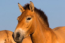 Przewalski horse (Equus ferus przewalskii) mare. Reintroduced through European Endangered Species Program into acclimatisation enclosure, awaiting release into wild. Takhin Tal National Park, Great Go...