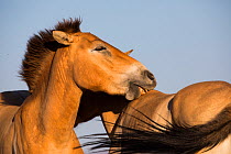 Przewalski horse (Equus ferus przewalskii), two mares nuzzling. Reintroduced through European Endangered Species Program into acclimatisation enclosure, awaiting release into wild. Takhin Tal National...