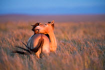 Przewalski horse (Equus ferus przewalskii), two nuzzling. Reintroduction program, Great Gobi B Strictly Protected Area, Mongolia. August 2018.
