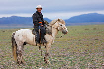 Shepherd riding horse to look for cattle. Cattle compete for food with reintroduced Przewalski horse (Equus ferus przewalskii). Great Gobi B Strictly Protected Area, Mongolia. August 2018.