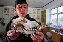 Wolf (Canis lupus) skull in man&#39;s hands. Wolves predate reintroduced Przewalski horse (Equus ferus przewalskii). Great Gobi B Strictly Protected Area, Mongolia. 2018.
