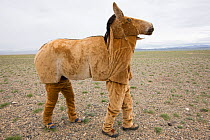 Mongolian wild ass / Khulan (Equus hemionus hemionus) costume prototype unsuccessful in allowing researchers to approach Khulan for scientific purposes. Great Gobi B Strictly Protected Area, Mongolia....