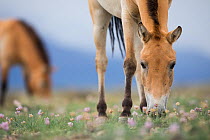 Przewalski horse (Equus ferus przewalskii) mare grazing. Reintroduced through European Endangered Species Program into acclimatisation enclosure, awaiting release into wild. Takhin Tal National Park,...