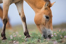 Przewalski horse (Equus ferus przewalskii) mare grazing. Reintroduced through European Endangered Species Program into acclimatisation enclosure, awaiting release into wild. Takhin Tal National Park,...