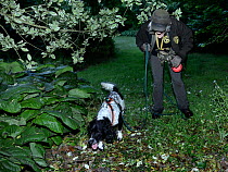 Louise Wilson of Conservation K9 Consultancy with sniffer dog Henry searching for Hedgehogs (Erinaceus europaeus) out foraging after dusk, Hartpury University, Gloucestershire, UK, June 2019. Model re...