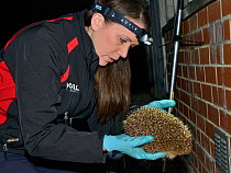 Lucy Bearman-Brown inspecting a Hedgehog (Erinaceus europaeus) with a transmitter attached she has found by radiotracking after dark, Hartpury University, Gloucestershire, UK, June 2019. Model release...