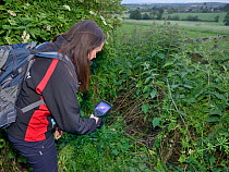Lucy Bearman-Brown using a thermal imager to confirm there is a Hedgehog (Erinaceus europaeus) hidden in a nest where a sniffer dog has indicated it has found one, Hartpury University, Gloucestershire...