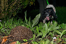 Sniffer dog Henry on his handler&#39;s leash, approaching a Hedgehog (Erinaceus europaeus) out foraging at night he has caught the scent of, Hartpury University, Gloucestershire, UK, June 2019. Mo...