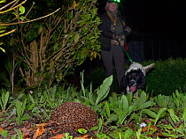 Louise Wilson of Conservation K9 Consultancy with sniffer dog Henry approaching a Hedgehog (Erinaceus europaeus) out foraging at night , Hartpury University, Gloucestershire, UK, June 2019. Model rele...
