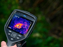 Thermal imager used to confirm there is a Hedgehog (Erinaceus europaeus) hidden in a nest where a sniffer dog has indicated it has found one, Hartpury University, Gloucestershire, UK, June 2019. Model...
