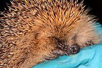 Hedgehog (Erinaceus europaeus) inspected by Lucy Bearman-Brown after being found by a sniffer dof after dark, Hartpury University, Gloucestershire, UK, June 2019. Model released.