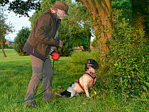 Louise Wilson of Conservation K9 Consultancy with sniffer dog Henry indicating that he has found a Hedgehog (Erinaceus europaeus) hidden in a daytime nest in undergrowth, Hartpury University, Gloucest...