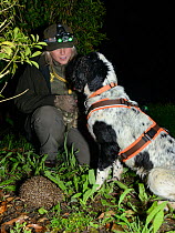 Louise Wilson of Conservation K9 Consultancy with sniffer dog Henry indicating that he has found a Hedgehog (Erinaceus europaeus) out foraging at night, Hartpury University, Gloucestershire, UK, June...