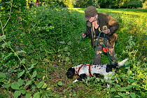 Louise Wilson of Conservation K9 Consultancy with sniffer dog Henry searching for Hedgehogs (Erinaceus europaeus) hidden in nests in undergrowth, Hartpury University, Gloucestershire, UK, June 2019. M...