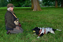 Louise Wilson of Conservation K9 Consultancy rewards sniffer dog Henry with his ball after he has indicated that he has found a Hedgehog (Erinaceus europaeus) hidden in a daytime nest in undergrowth,...