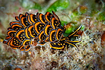 RF - Sacoglossan sea slug (Cyerce nigricans) Xiaoliuqiu Island, Taiwan