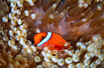 RF - Tomato clownfish (Amphiprion frenatus) Pacific Ocean , Taiwan