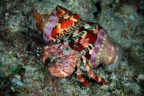 RF - Anemone hermit crab (Dardanus pedunculatus) Xiaoliuqiu Island, Taiwan