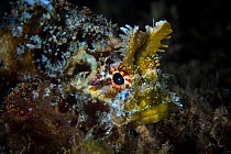 RF - Mozambique scorpionfish (Parascorpaena mossambica) with distinctive horns. Xiaoliuqiu Island, Taiwan